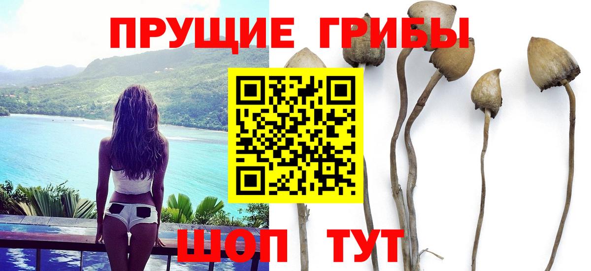 Нерюнгри  купить  цена  Вход с VPN  Псилоцибиновые грибы мицелий 